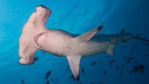 Scalloped_Hammerhead_Shark_Sphyrna_Lewini