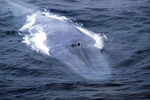 Chasing the blue whale