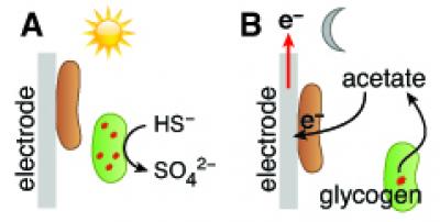 Coculture Model for Current Production in the Dark