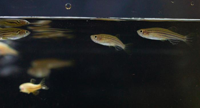 Zebrafish