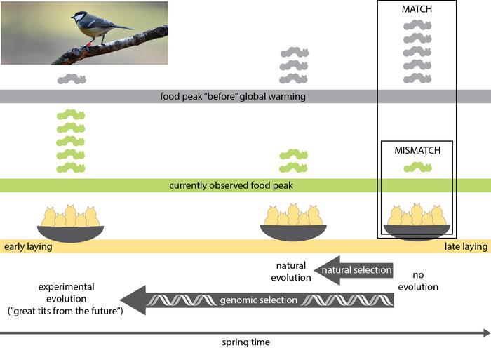 The early birds of the future explained