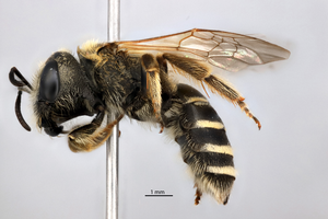 Close-up image of bee specimen