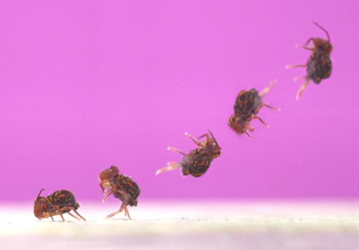 Globular springtail jump