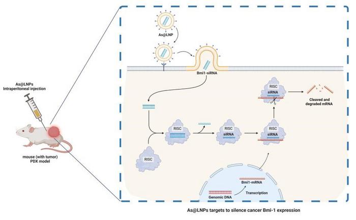 AS1411-siRNA-loaded lipid nanoparticles (As@LNPs) target and silence the Bmi-1 gene in gastric cancer cells