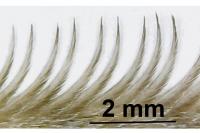 Owl serration feather image