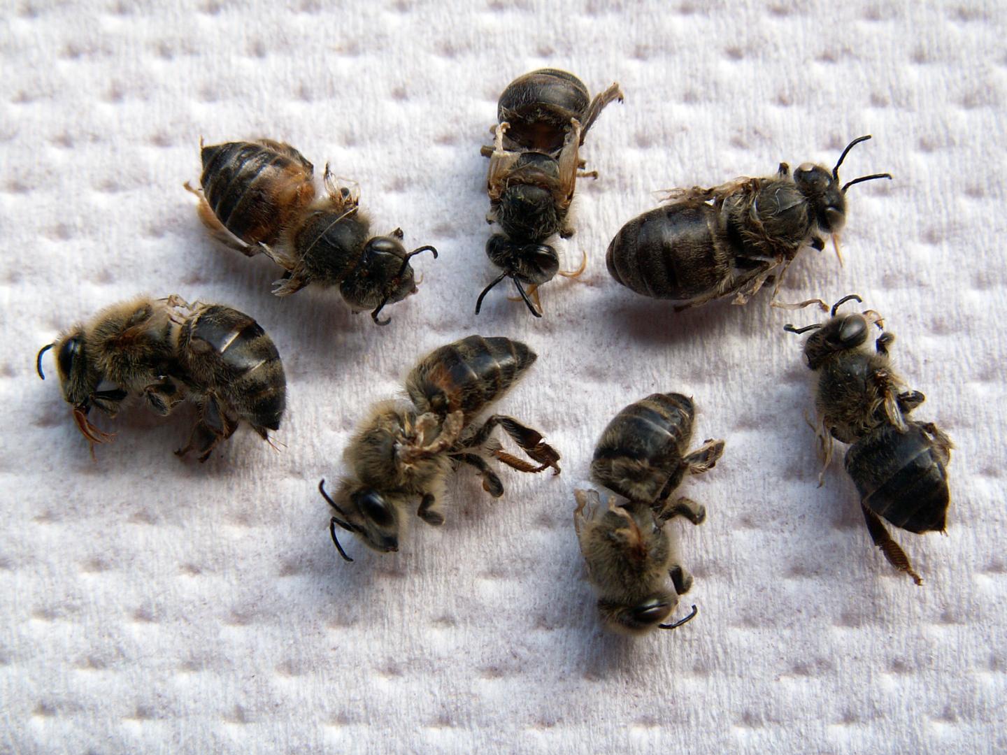 Dead Bees [IMAGE] EurekAlert! Science News Releases