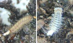 Millipedes recorded for the first time from Hong Kong