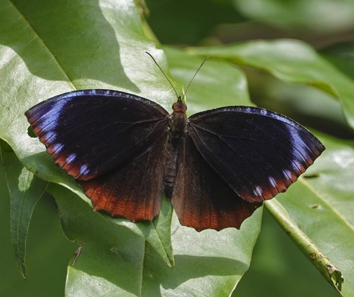 Butterfly in the wild