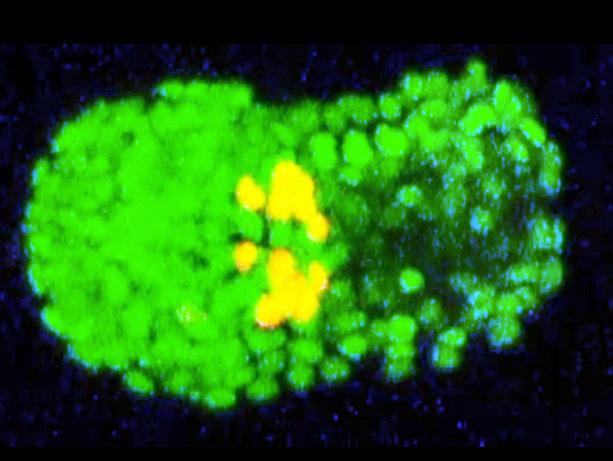 Early Cell Division in the Roundworm