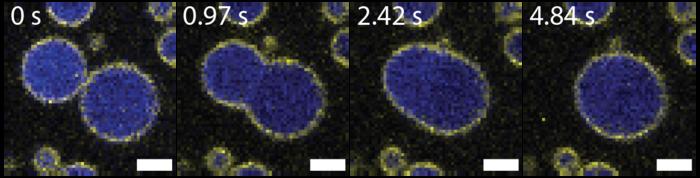 Scripps Research scientists discover a “Goldilocks” zone for DNA organization, opening new doors for drug development