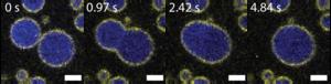 Scripps Research scientists discover a “Goldilocks” zone for DNA organization, opening new doors for drug development