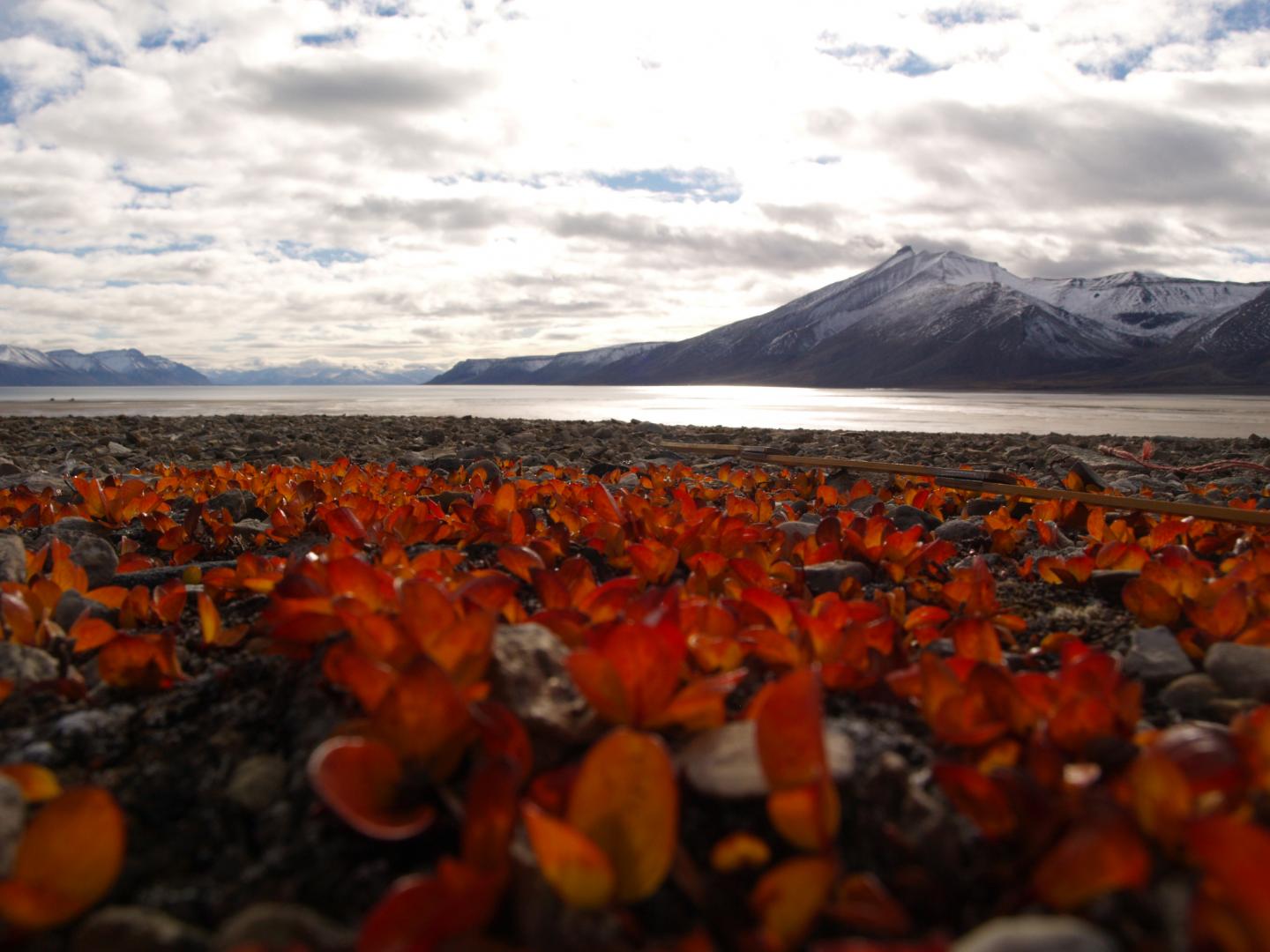 Salix polaris dwarf shrub from central Spitsbergen