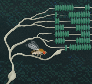 Neurons in the fruit fly brain