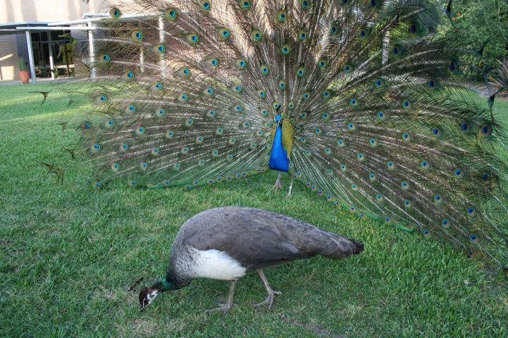 Indian Peafowls' Crests Are Tuned to Frequencies also Used in Social Displays (1 of 2)