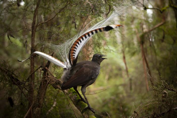 Lyrebird on branch