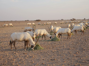 Oryxes grazing