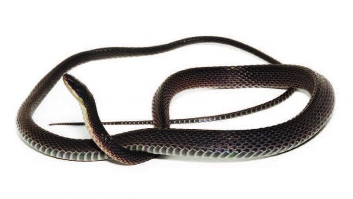 Three New Fishing Snake Species Fished Out Of The Andean Slopes In South America (2/3)