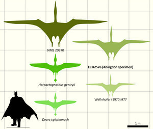 Wingspans