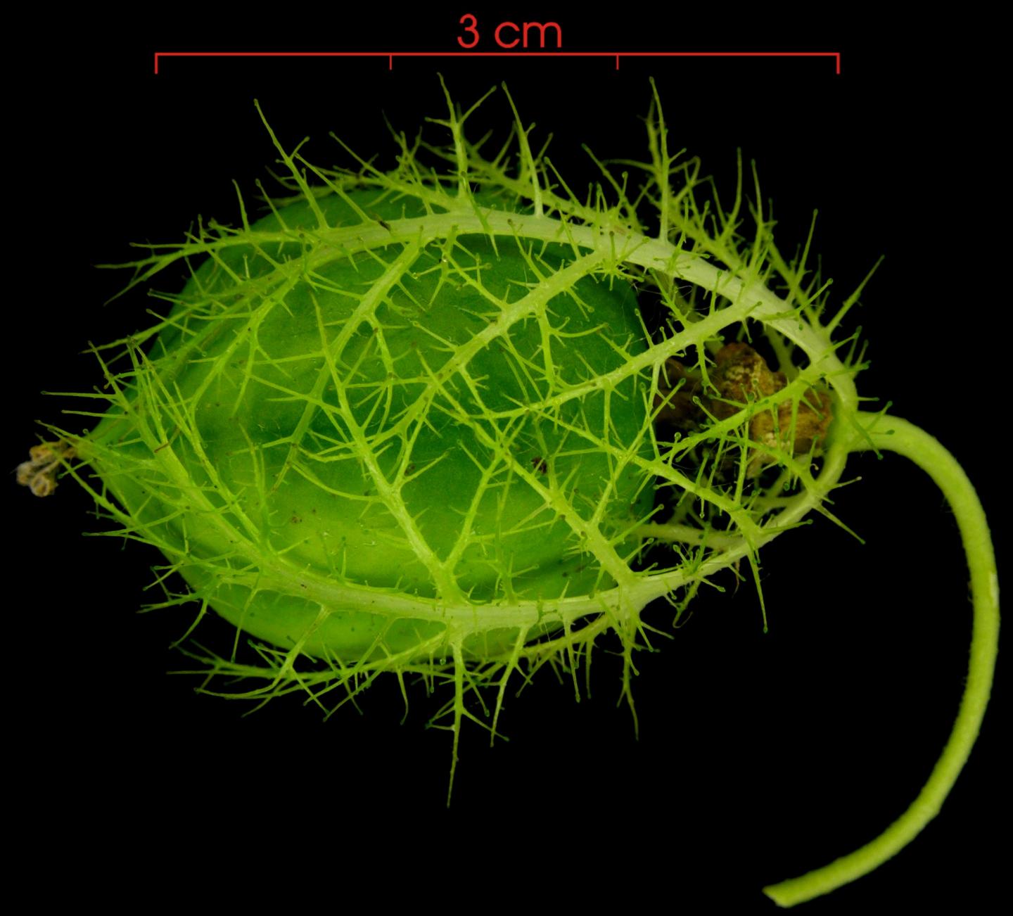 <em>Passiflora feotida</em> Immature Fruit