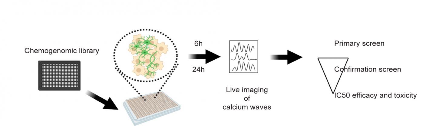 A schematic of motor neuron hyperexcitability screening