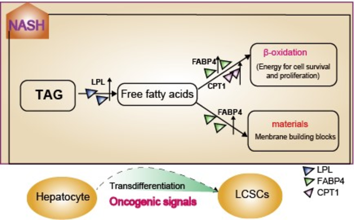 New Study Sheds Light on How Fatty Liver Disease Turns Into Liver Cancer