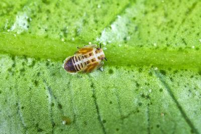 Asian Citrus Psyllid Nymph