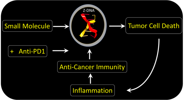 : Killing Tumor Cells with Z-DNA