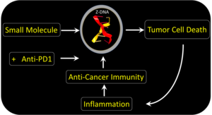 Killing cancers with Z-DNA: A new approach to treating therapy resistant tumors that targets a very-specific cell-death pathway - EurekAlert