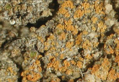 <i>Caloplaca obamae</i> (2 of 2)