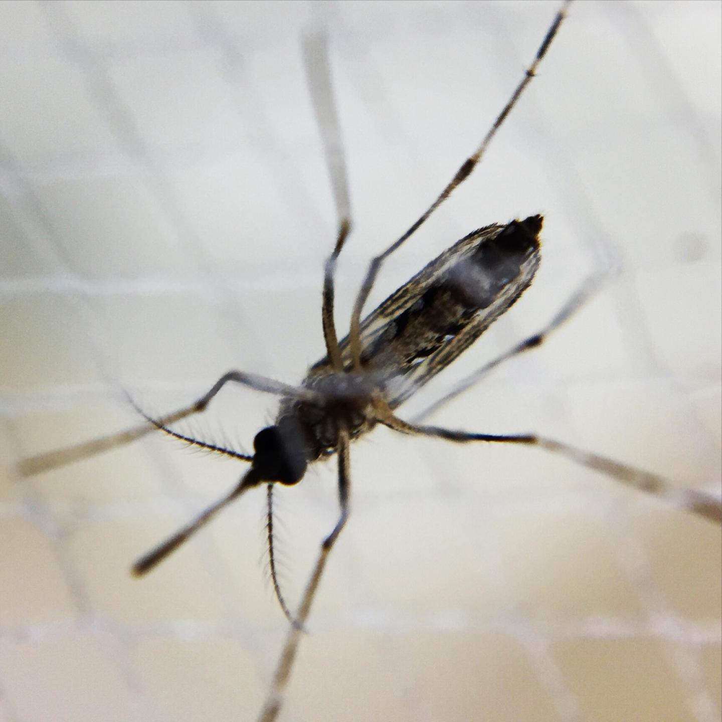 Female <i>Aedes</i> Mosquito