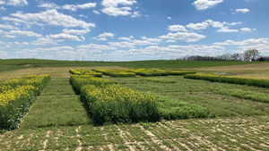 Oilseed trial plots