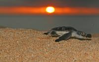 Green Turtle at Sunset