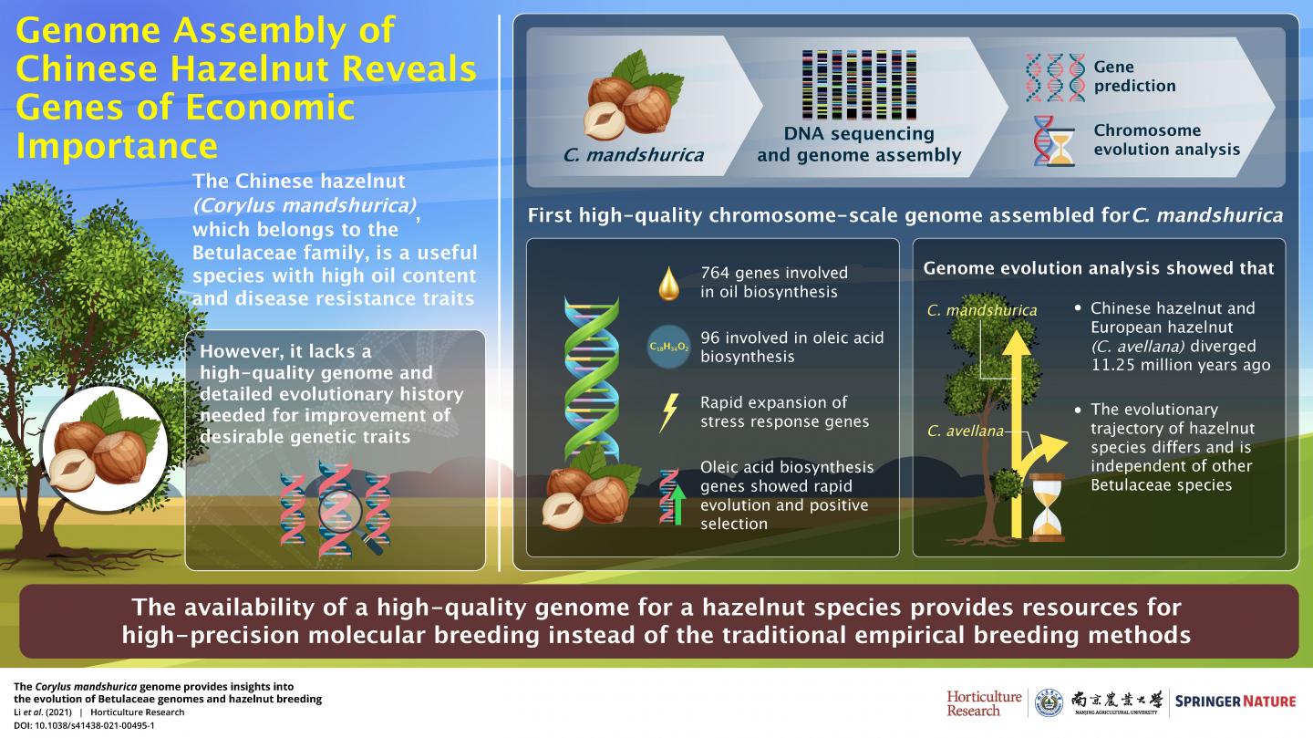 Genome Assembly of Chinese Hazelnut Reveals Genes of Economics Importance