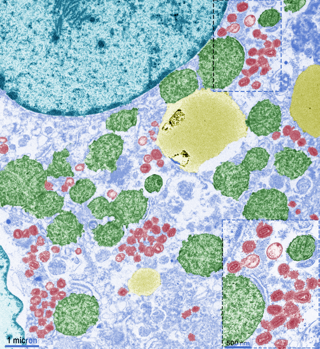 Lipid nanoparticle delivery of unmodified mRNAs encoding multiple monoclonal antibodies targeting poxviruses in rabbits