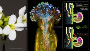 Deep imaging reveals dynamics and signaling in one-to-one pollen tube guidance