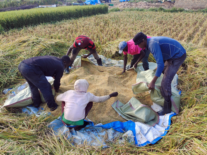 Perennial rice harvest in Uganda near Lake Victoria