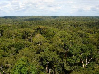 Amazon Rainforest