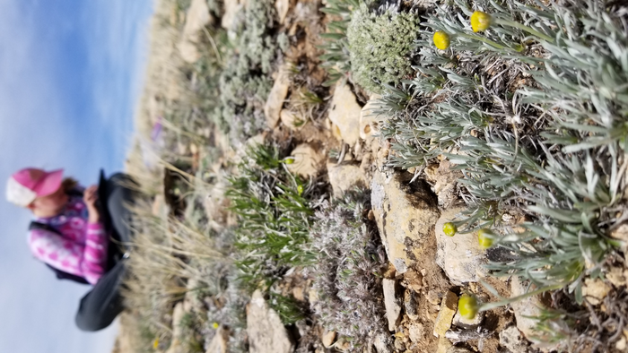 Rare sagebrush research