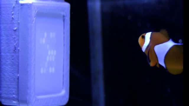 Nemo watching TV video