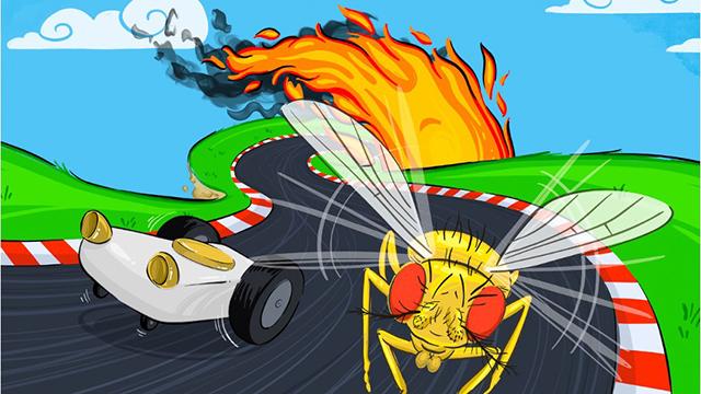 Fruit fly car chase