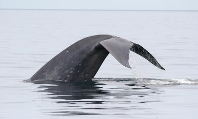 Blue Whale Fluking in the Gulf of California