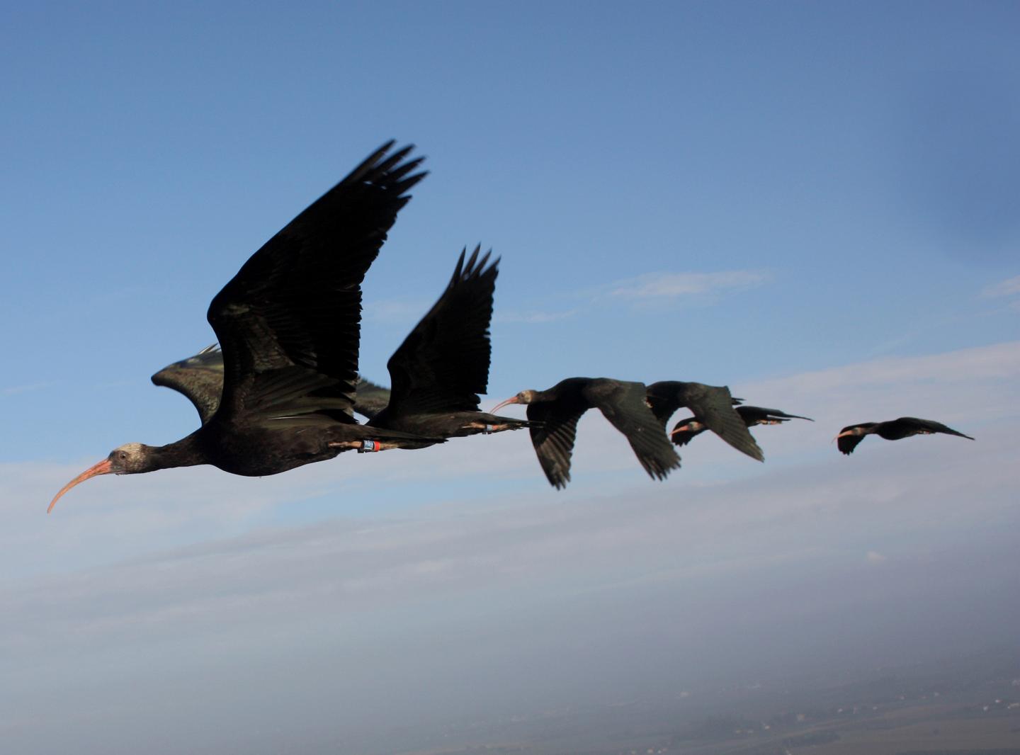 Ibis Flying in Formation