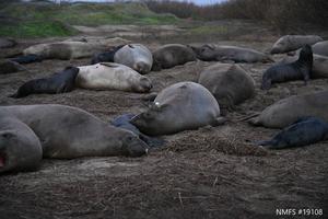 Biologgers on northern elephant seal