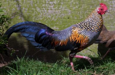 Grey Jungle Fowl