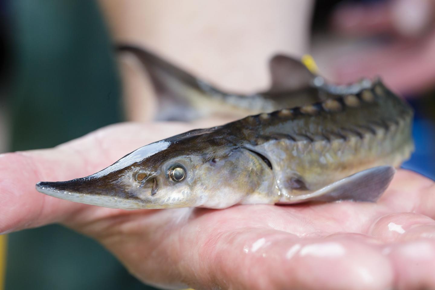 Fit for Freedom, a Little Sturgeon Is Going to Be Released
