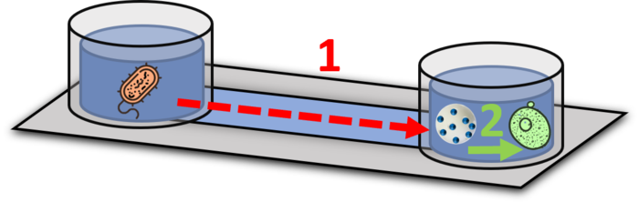 Getting bacteria and yeast to talk to each other, thanks to a ‘nanotranslator’