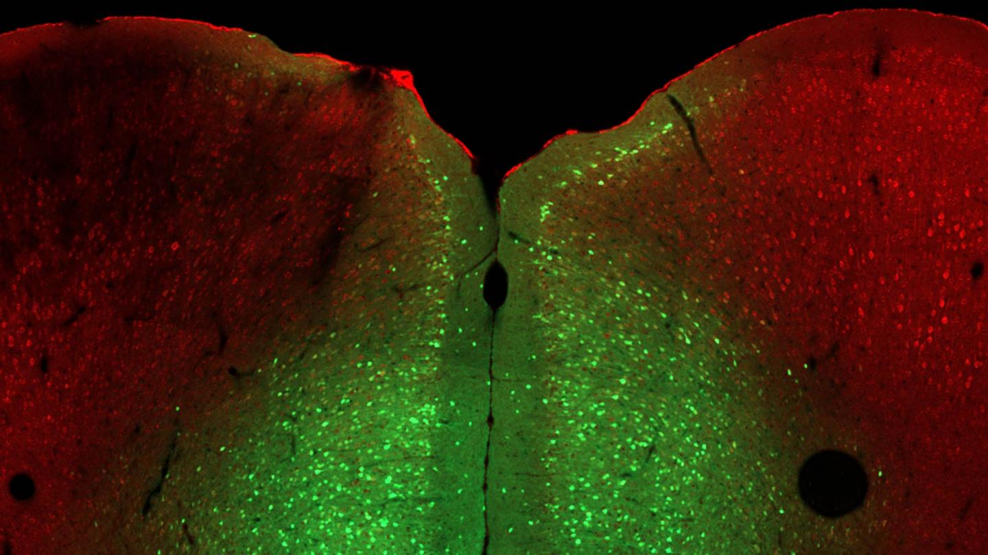 The Ophn1 gene and the prelimbic region of the medial prefrontal cortex