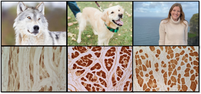 Faces of wolf, dog and human