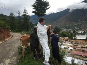 UCalgary researcher conducts nasal swab of cow in Bhutan