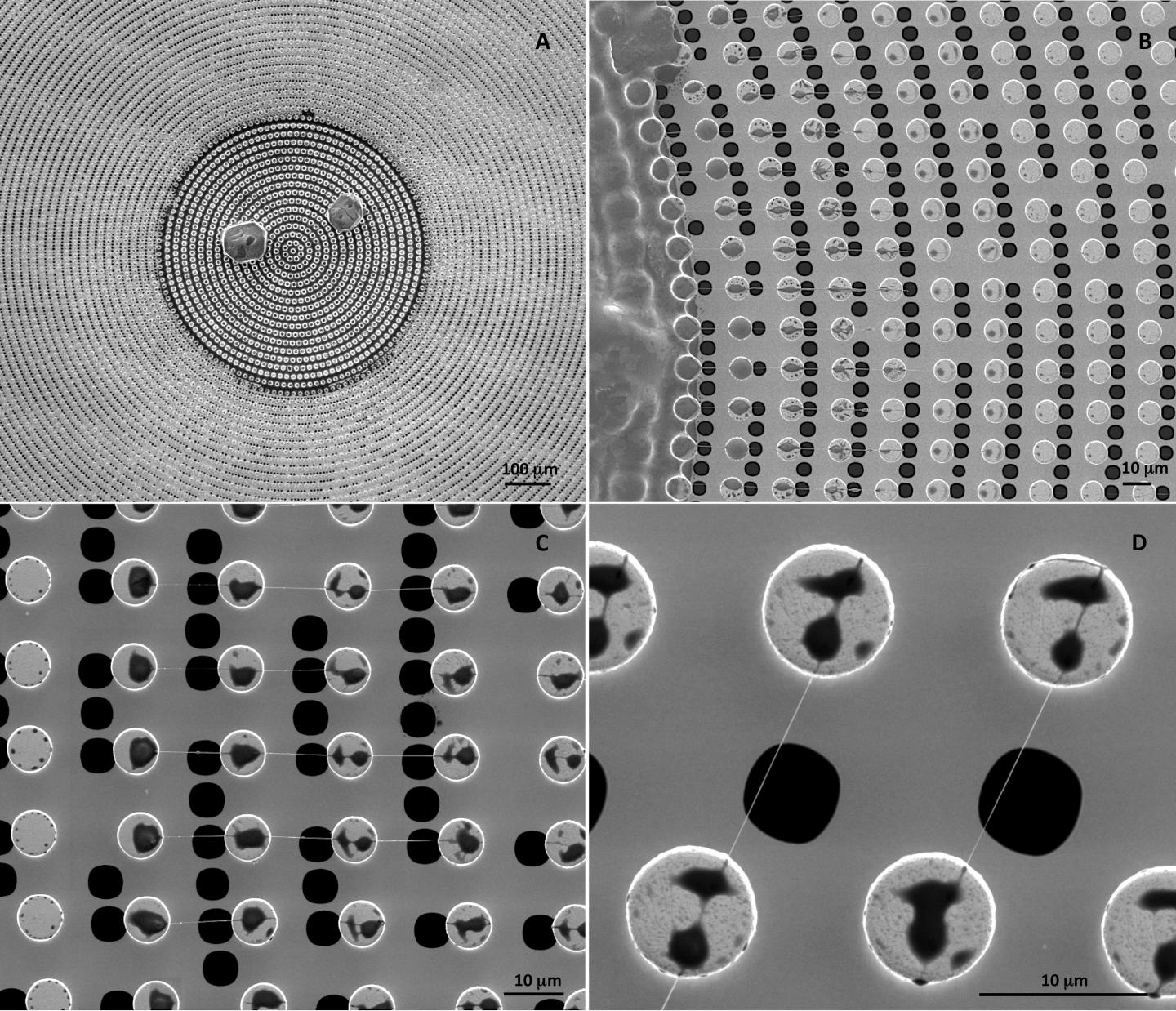 The Structure of DNA by Direct Imaging